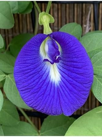 Butterfly Pea Mavi kelebek Sarmaşığı