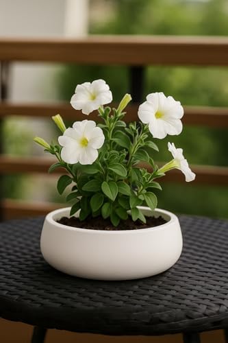 41OcBwmFXWL._AC_SL1500_