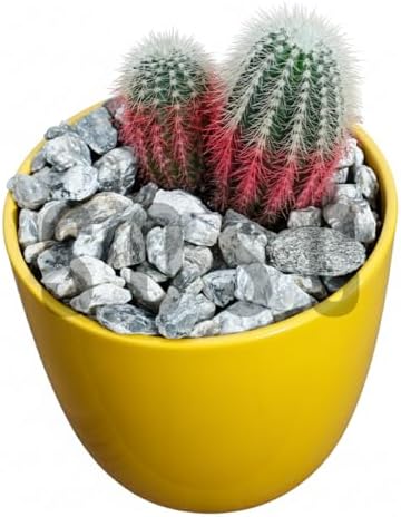 41TuZEpTT5L._AC_SL1500_