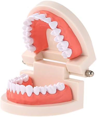 Hanying diş modeli Diş Çocuk Diş Öğretim Modeli Yetişkin Diş Diş etleri Okuyan Çocuklar için Standart Gösteri Aracı