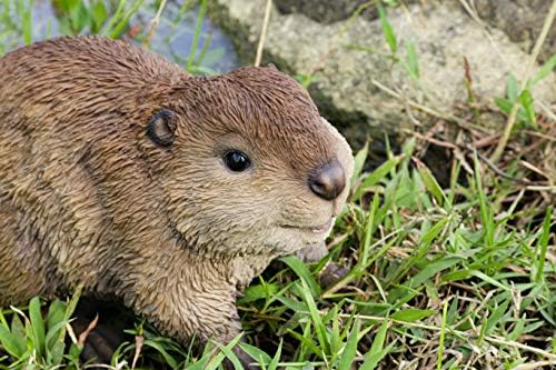 51-Oe26LUrL._AC_SL1500_