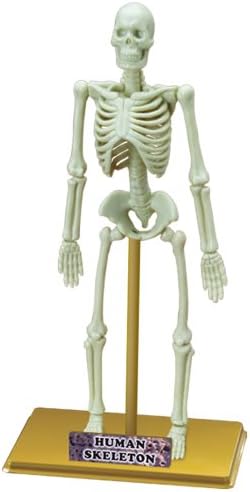 Eastcolight İnsan İskeleti Bilim Seti