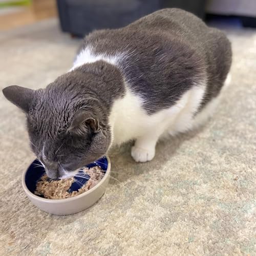 SPOT Ethical 5 İnç Kedi veya Sürüngen Seramik Tabak