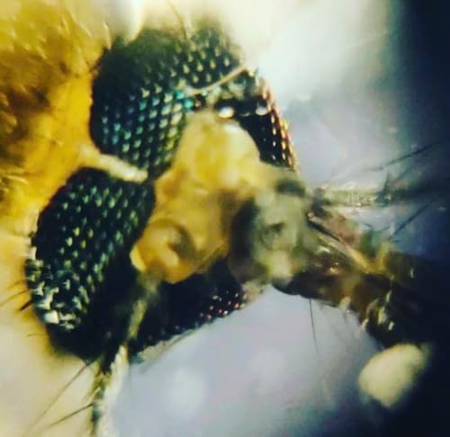 Foldscope Cep Mikroskobu Kaşif Seti