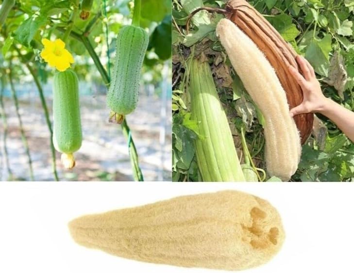 Doğal Kabak Lifli Kese Banyo Eldiveni–Çift Taraflı Vucüt Kesesi Peeling Eldiven,15x23 cm,Exfoliating Rovin Kumaş, Cilt Temizleyici Yenileyici Canlandırıcı Etki, Selülit Karşıtı,Hücre Yenileme