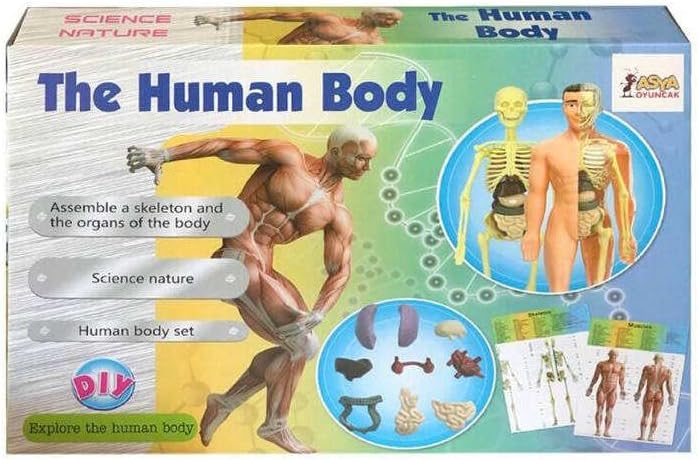 Oyuncak İnsan Vücudu Ve İskelet Sistemi Modeli